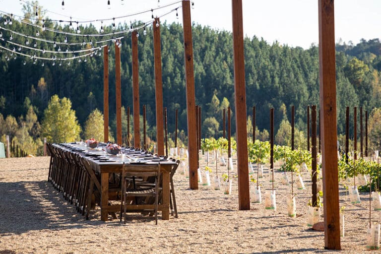 Long outdoor dining table with chairs set up beside a vineyard, with string lights overhead.
