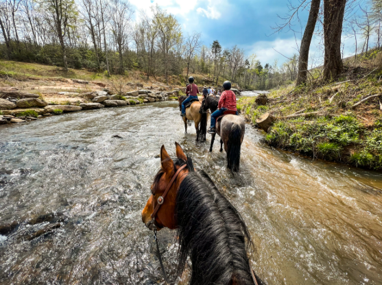 horseback riding through a creek near tryon north carolina